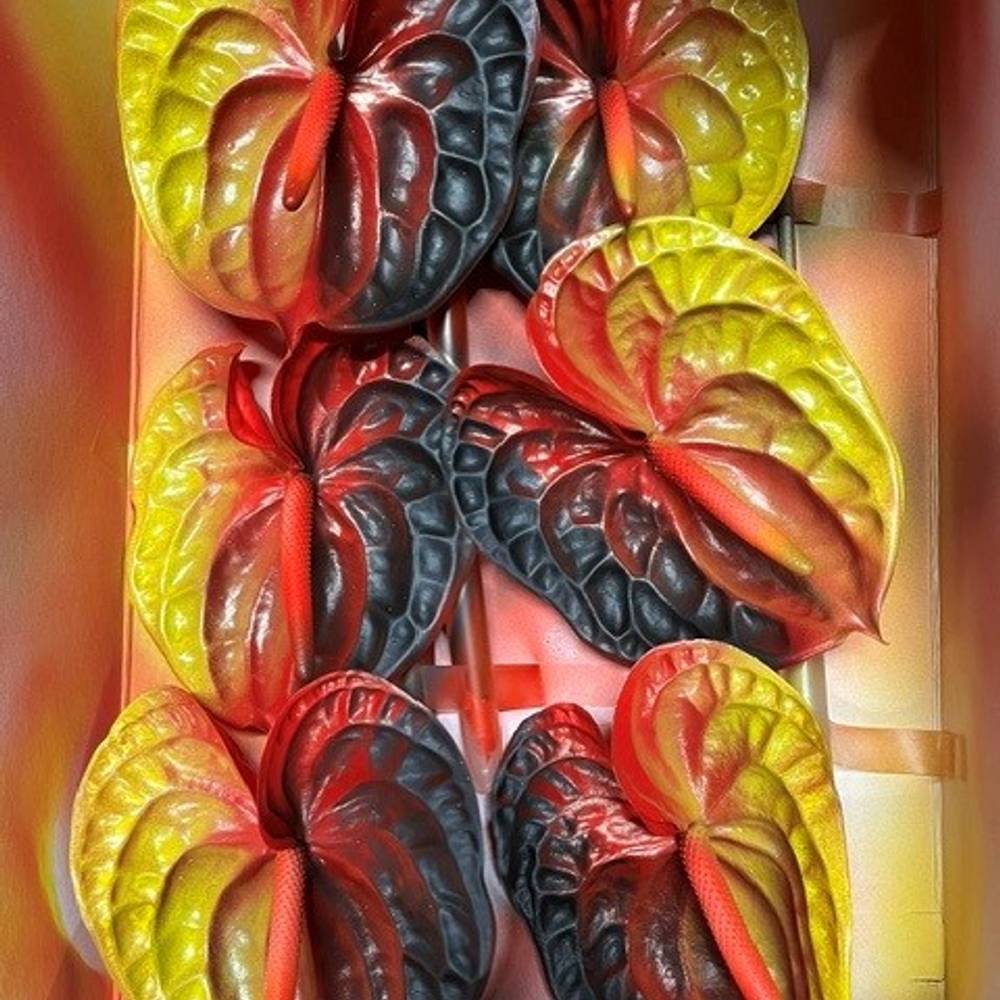Anthurium schwarz/rot Deutsche Flagge gefärbt Blüte 13cm