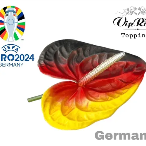 Anthurium schwarz/rot Deutsche Flagge gefärbt Blüte 13cm