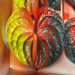 Anthurium schwarz/rot Deutsche Flagge gefärbt Blüte 13cm