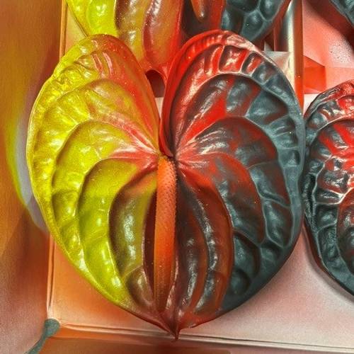 Anthurium schwarz/rot Deutsche Flagge gefärbt Blüte 13cm