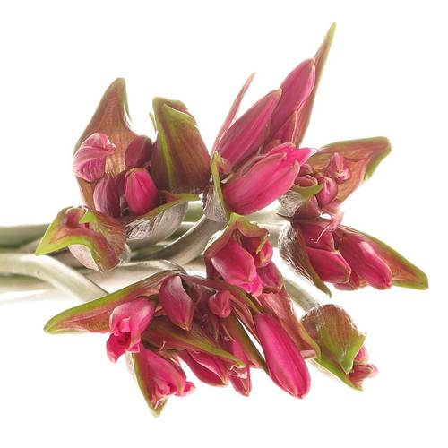 Amarcrinum dunkel rosa Anastasia 75cm