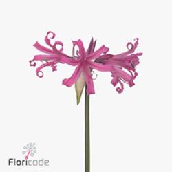 Amarcrinum dunkel rosa Anastasia 75cm