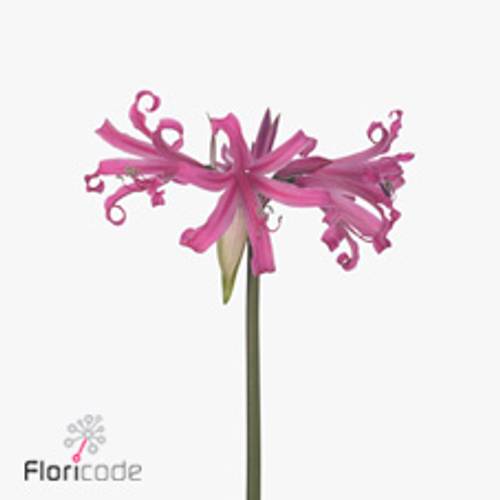 Amarcrinum dunkel rosa Anastasia 75cm