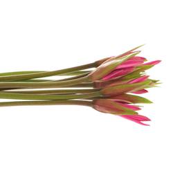 Amarcrinum dunkel rosa Anastasia 75cm