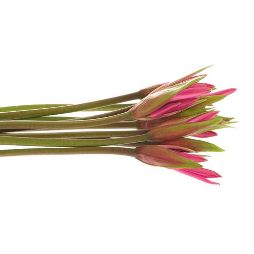 Amarcrinum dunkel rosa Anastasia 75cm