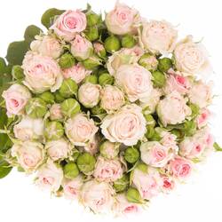 Rose verzweigt rosa Aerobic 5+Blüte 50cm