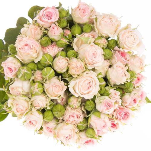 Rose verzweigt rosa Aerobic 5+Blüte 50cm