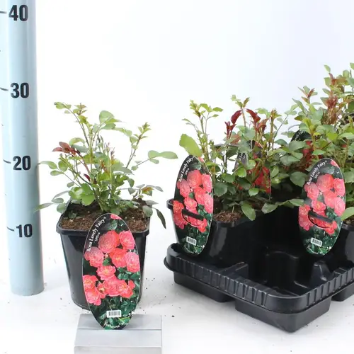 Rosa rosa Strauch Lovely Fairy T14 H010
