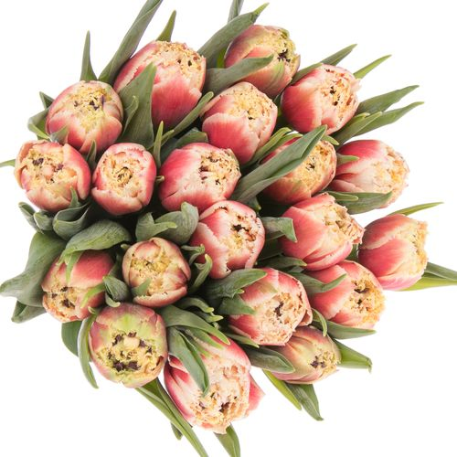 Tulpe creme/rosa Crystal Triflor 36 Gramm
