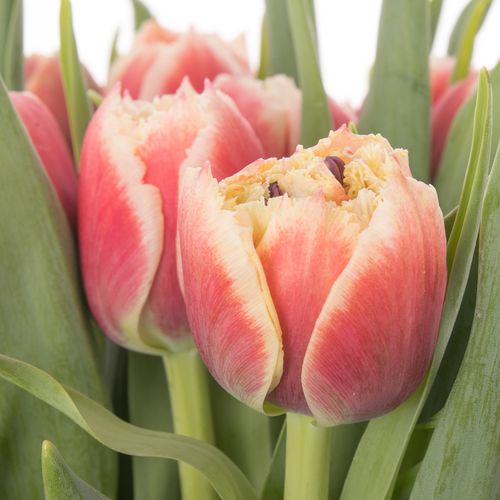 Tulpe creme/rosa Crystal Triflor 36 Gramm