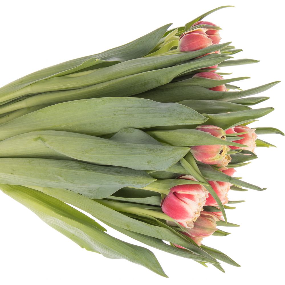 Tulpe creme/rosa Crystal Triflor 36 Gramm