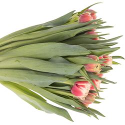 Tulpe creme/rosa Crystal Triflor 36 Gramm