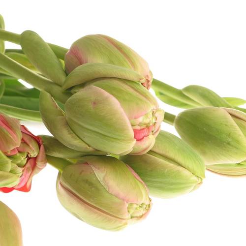 Franz.rosa doppel Renown 65 Gramm 60cm