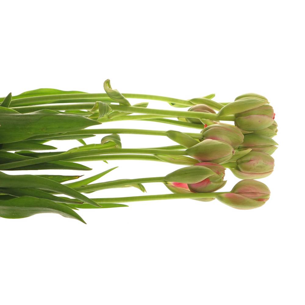 Franz.rosa doppel Renown 65 Gramm 60cm