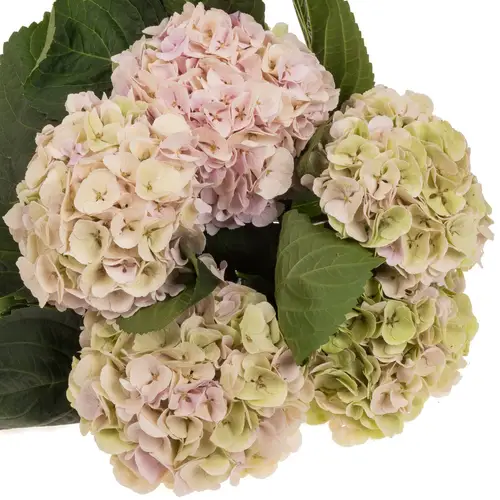 Hortensie rosa/grün Matcha classic Bol 16cm 50cm