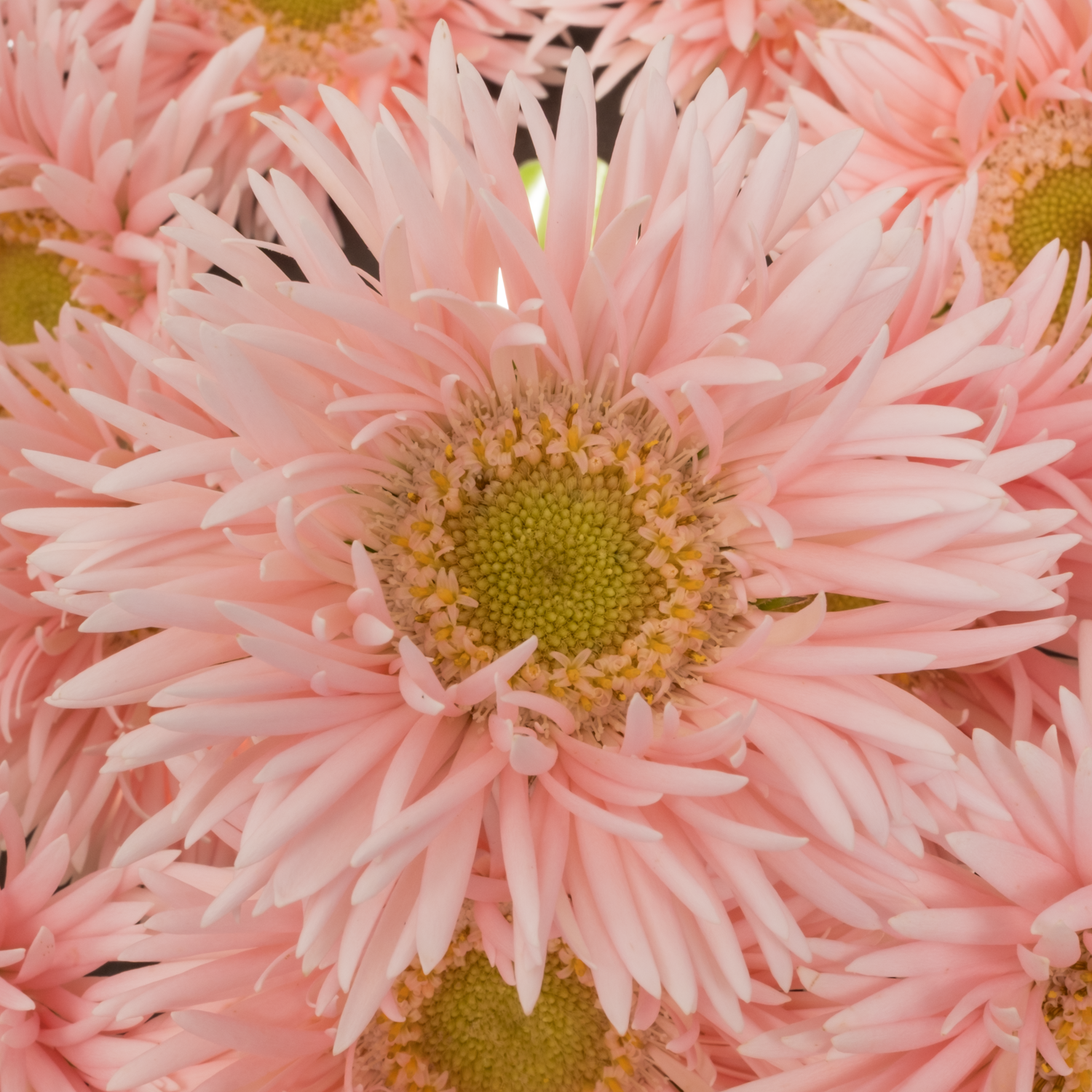 Germini hell rosa Spin Honey