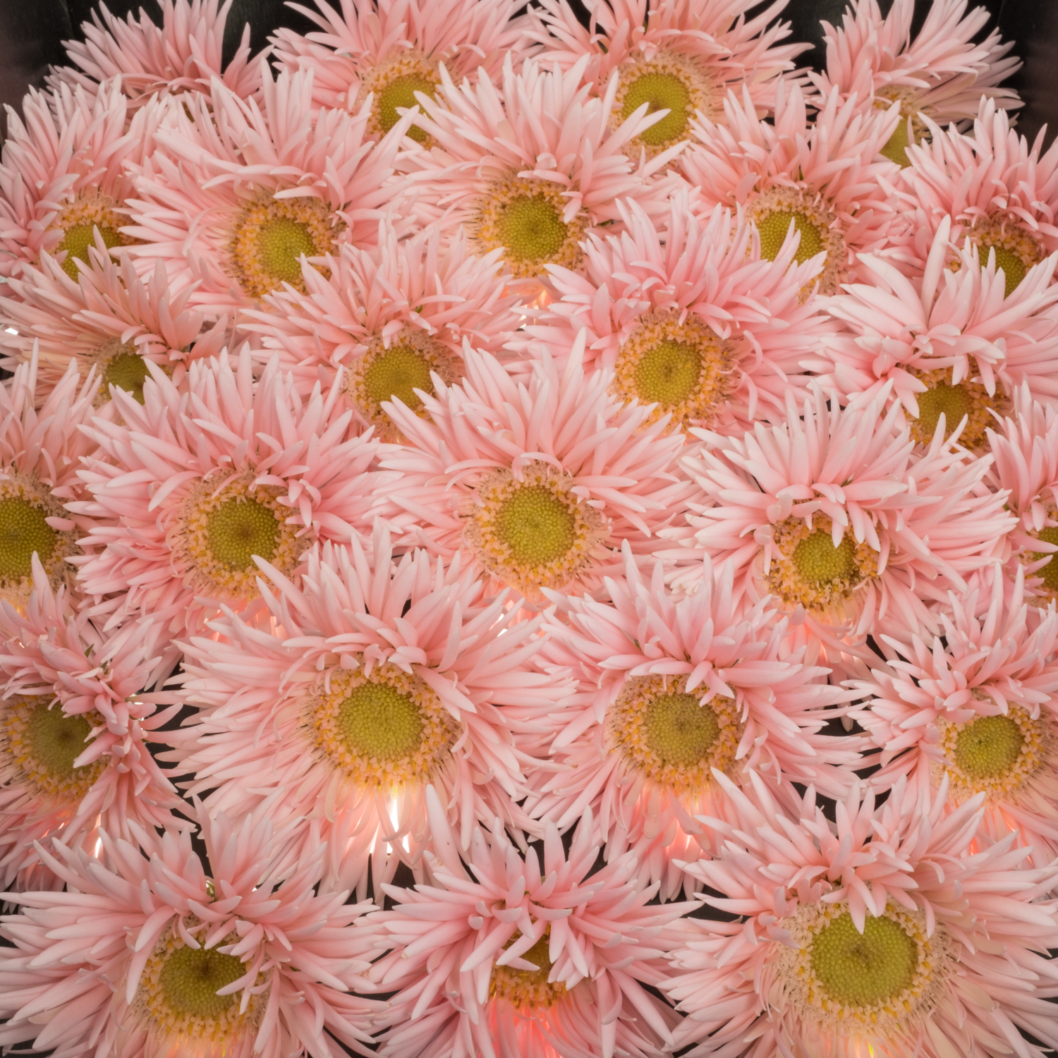 Germini hell rosa Spin Honey