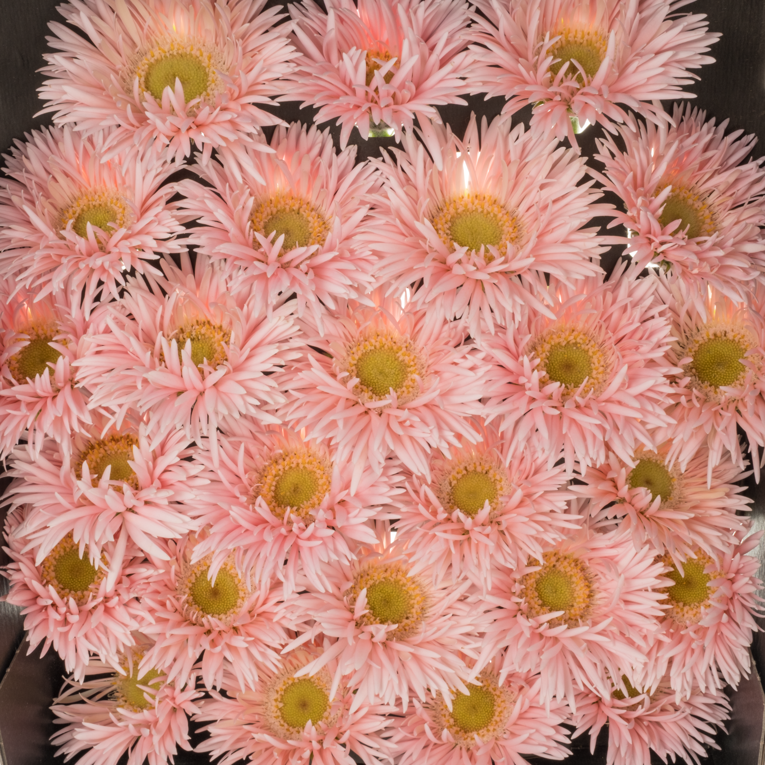 Germini hell rosa Spin Honey