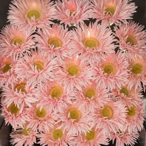 Germini hell rosa Spin Honey