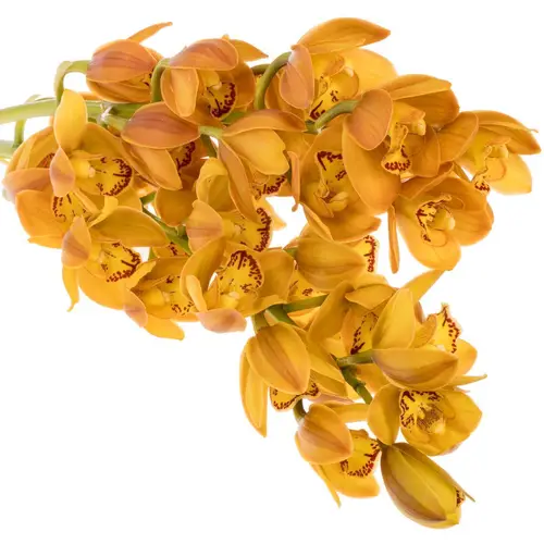 Mini Cymbidium orange Beauty 40cm 8+Blüte