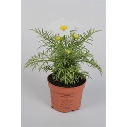 Cosmos violet T23 H060