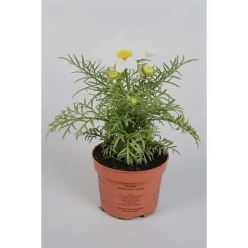 Cosmos violet T23 H060