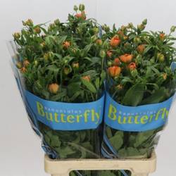 Ranunkel dunkel orange Butterfly Galathea 70 cm 95 Gramm 70cm