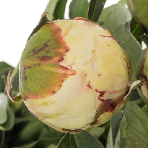 Pfingstrose rosa Nicholls 60cm