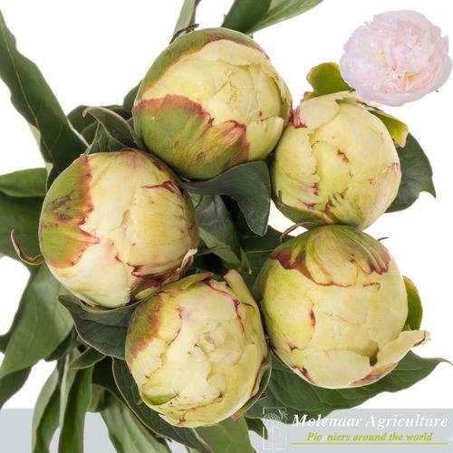 Pfingstrose rosa Nicholls 60cm