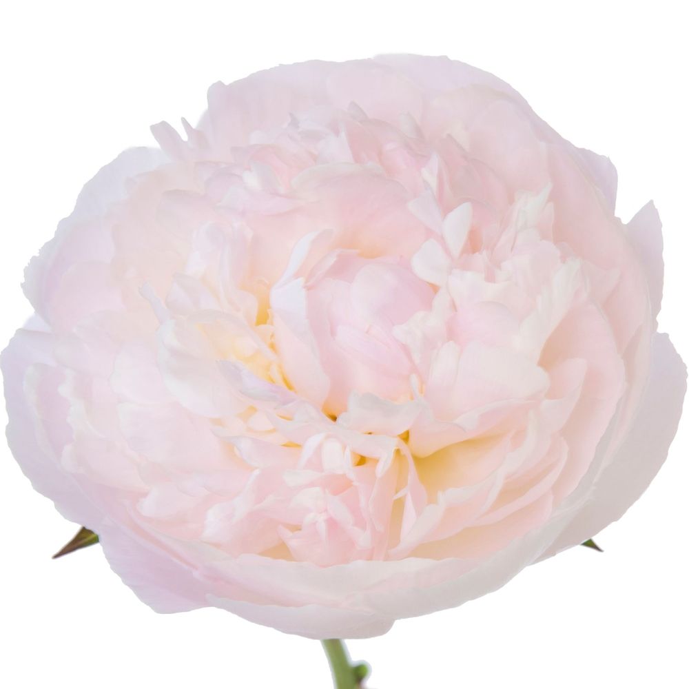 Pfingstrose rosa Nicholls 60cm