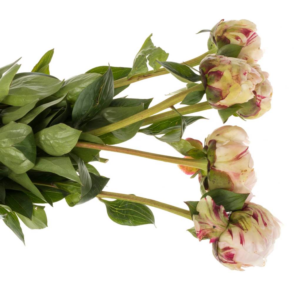 Pfingstrose rosa gefüllt Class Act 50cm