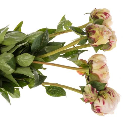 Pfingstrose rosa gefüllt Class Act 50cm