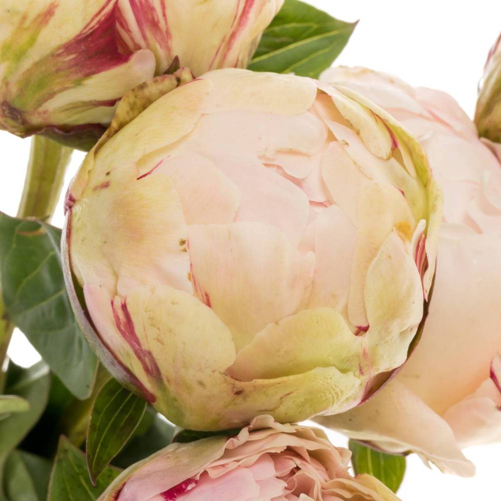 Pfingstrose rosa gefüllt Class Act 50cm