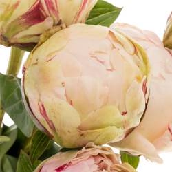 Pfingstrose rosa gefüllt Class Act 50cm