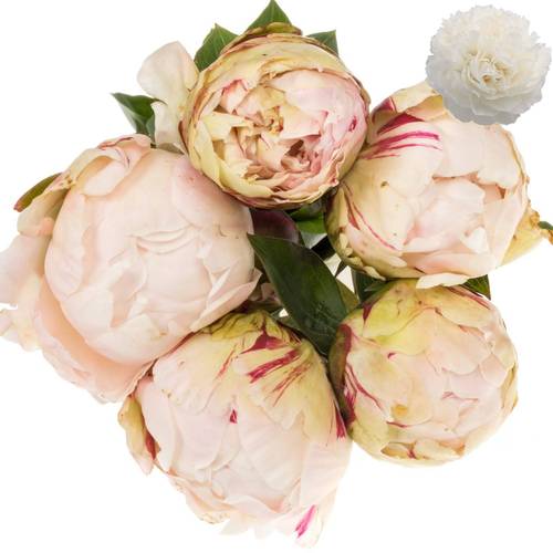 Pfingstrose rosa gefüllt Class Act 50cm