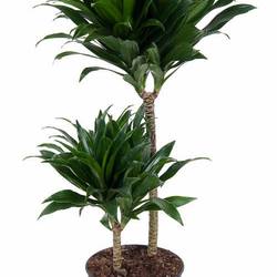 Dracaena 2er Compact 45-15 T19 H080