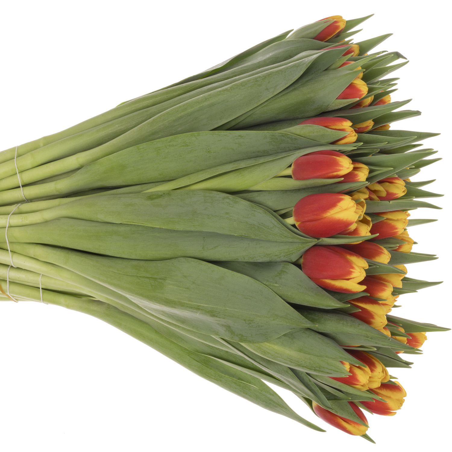 Tulpe rot/gelb Ready Borst 54 Gramm