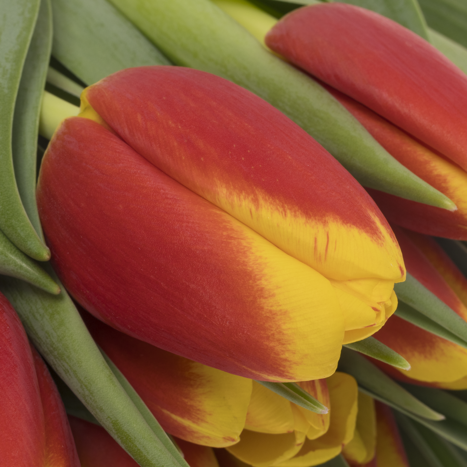 Tulpe rot/gelb Ready Borst 54 Gramm