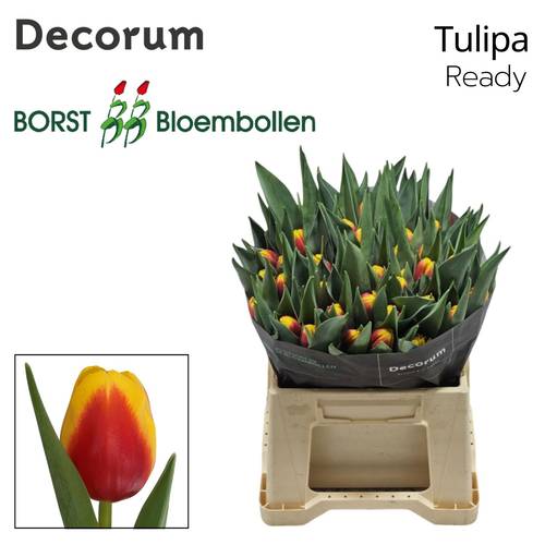 Tulpe rot/gelb Ready Borst 54 Gramm