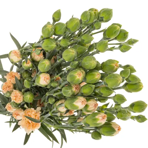 Spraynelke apricot Menina 60cm