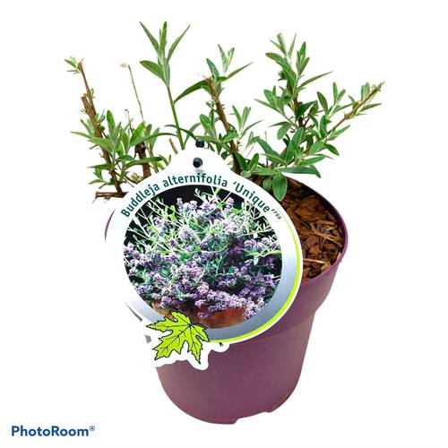 Buddleja Atl. Unique T19 H050