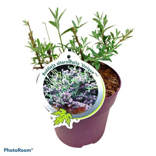 Buddleja Atl. Unique T19 H050