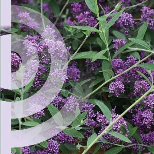 Buddleja Atl. Unique T19 H050