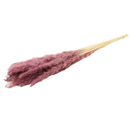 Trocken Pampasgras Fluffy lila L75cm