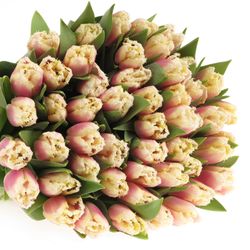 Tulpe rosa/creme gezackt Siesta 32 Gramm