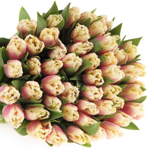 Tulpe rosa/creme gezackt Siesta 32 Gramm
