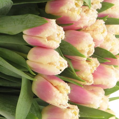 Tulpe rosa/creme gezackt Siesta 32 Gramm