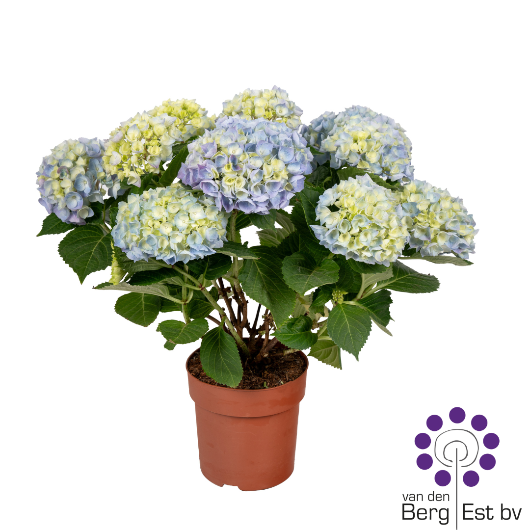 Hortensie blau 9/10Bl. 9+Blüte T14 H035