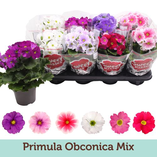 Pr.Obconica mix T12 H25