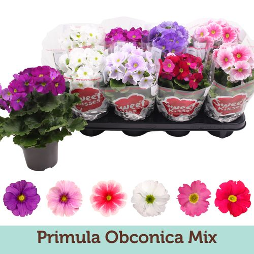 Pr.Obconica mix T12 H25